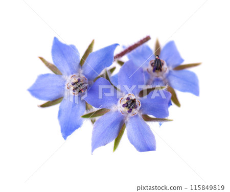 Borage flowers isolated on white background. Borago officinalis bush. Clipping path. 115849819