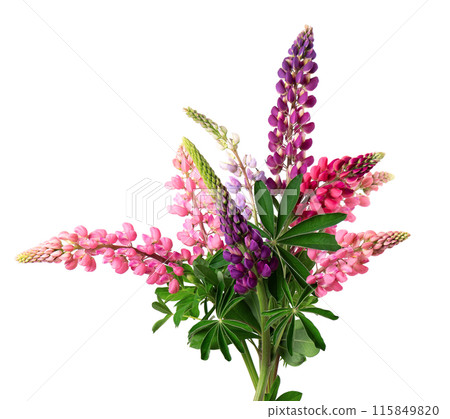 Bouquet of colorful lupine flowers, isolated on white background. Bunch of lupines, spring flower. 115849820