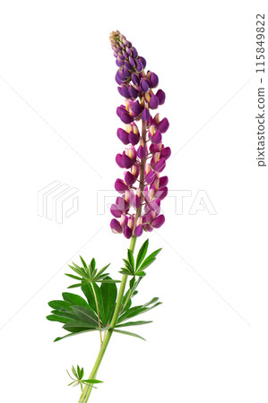 Purple lupine flowers isolated on white background. Bunch of colorful lupines, spring flower. 115849822