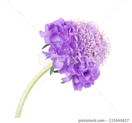 Scabious flower isolated on white background. Knautia arvensis. Purple double flower of scabiosa. Scabious flower isolated on white background. Knautia arvensis. Purple double flower of scabiosa. 115849827