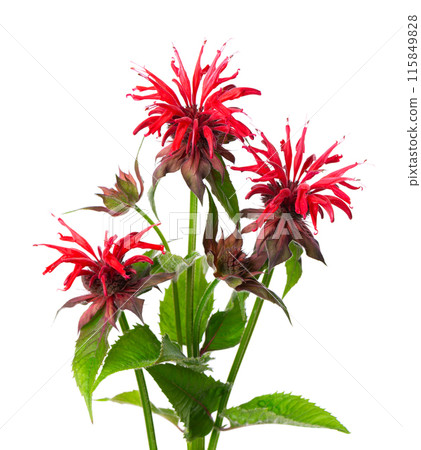 Monarda flowers isolated on a white background. Bergamot flowers. Oswego tea, scarlet beebalm. 115849828