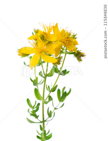 St. John's wort flowers isolated on white background. Hypericum flowers close up. Herbal medicine. Clipping path. St. John's wort flowers isolated on white background. Hypericum flowers close up. Herbal medicine. Clipping path. 115849830