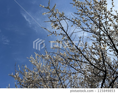 白色李子開花和藍天 115849853