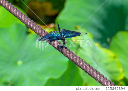 Butterfly dragonfly 115849894