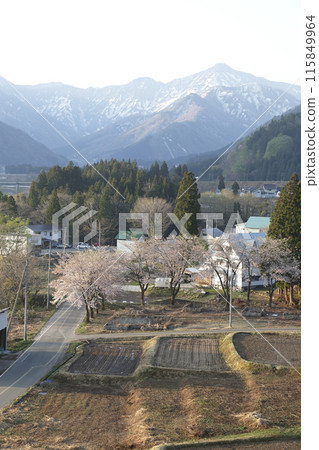 遠處的雪山和櫻花盛開的里山 115849964