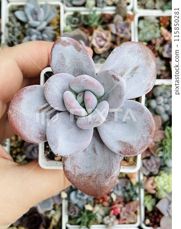 succulent candles Eucalyptus Succulent Candle  Texas Angels