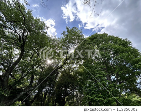 Sky looked up from the forest 115850302