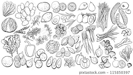 Vegetables and Fruits Outline Set. Vector Illustration in Black Lines on White Vegetables and Fruits Outline Set. Vector Illustration in Black Lines on White 115850397