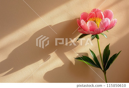 A Single Pink Peony Flower in Sunlight on a Cream Wall 115850610