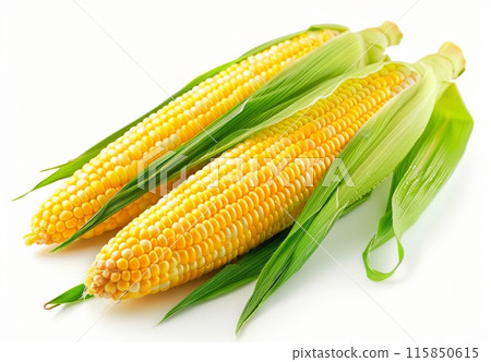 Two Fresh Yellow Corn Ears With Green Husks 115850615