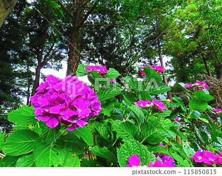 Hydrangea Hydrangea 115850815