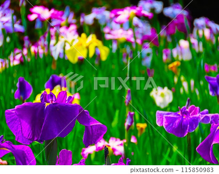 Iris Iris 115850983