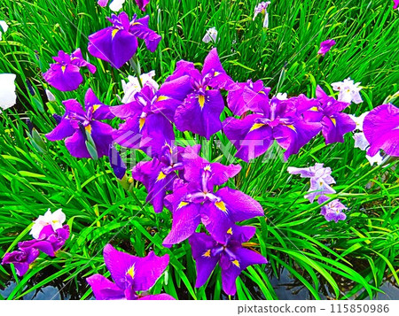 Iris Iris 115850986