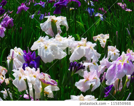 Iris Iris 115850988