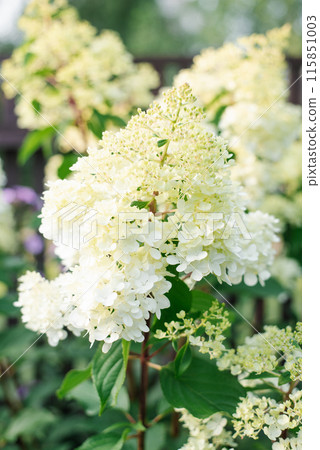 Inflorescences of paniculate hydrangea Polar Bear in the garden in summer Inflorescences of paniculate hydrangea Polar Bear in the garden in summer 115851003