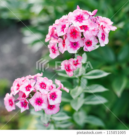 Phlox paniculata Stars and stripes in summer in the garden 115851005