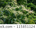 Japanese chestnut flower 115851124