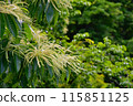Japanese chestnut flower 115851125