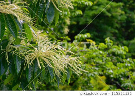 Japanese chestnut flower 115851125