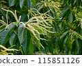 Japanese chestnut flower 115851126