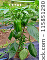 green pepper  115851290