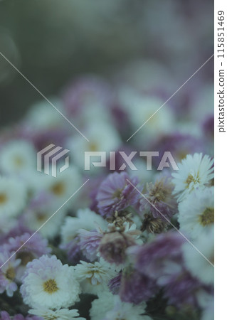 A cluster of small chrysanthemum flowers 115851469