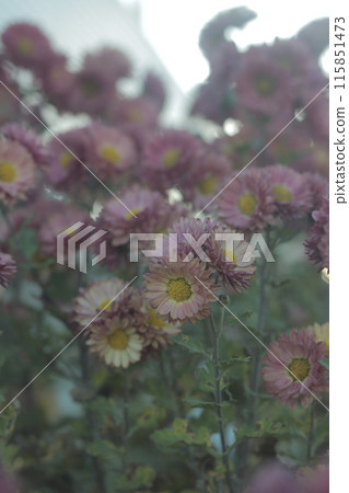 A cluster of small chrysanthemum flowers 115851473