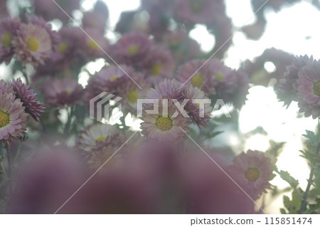 A cluster of small chrysanthemum flowers A cluster of small chrysanthemum flowers 115851474