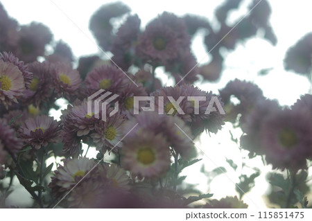 A cluster of small chrysanthemum flowers 115851475