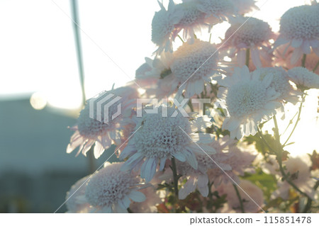 Small chrysanthemum flowers are gathered together and illuminated by the setting sun 115851478