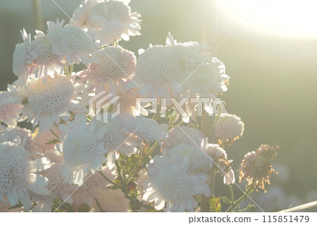 Small chrysanthemum flowers are gathered together and illuminated by the setting sun 115851479