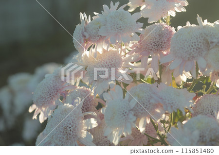 Small chrysanthemum flowers are gathered together and illuminated by the setting sun 115851480
