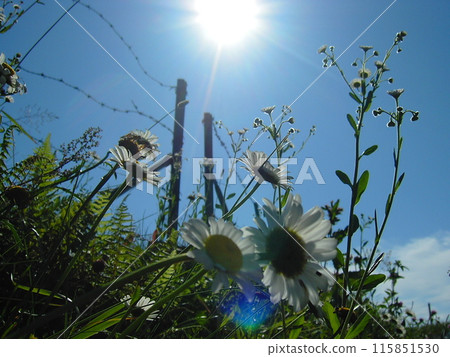 Flowers blooming towards the sun 115851530