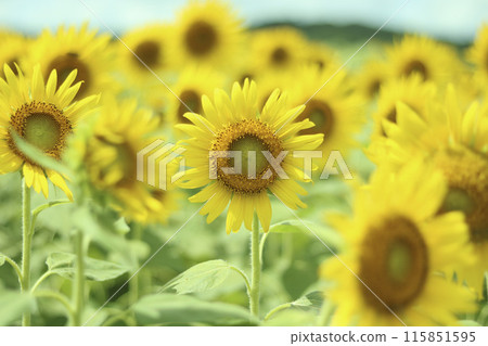 Sunflower field in midsummer 115851595