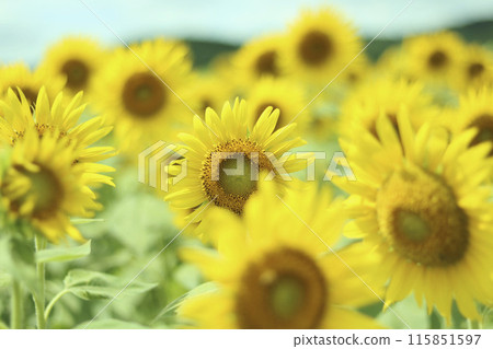 Sunflower field in midsummer 115851597