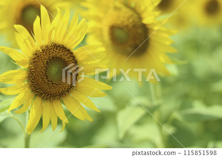 Sunflower field in midsummer Sunflower field in midsummer 115851598