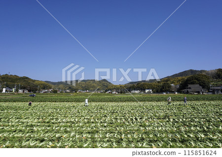 春季三月收穫綠色和黃色蔬菜 Takana 115851624