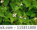 Houttuynia cordata flower 115851800