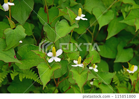 Houttuynia cordata flower Houttuynia cordata flower 115851800