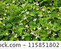 Houttuynia cordata flower 115851802