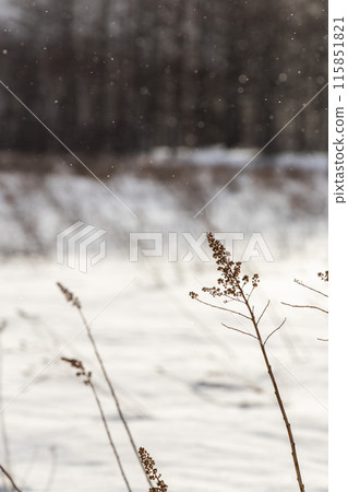 戰場原被白雪覆蓋 戰場原被白雪覆蓋 115851821