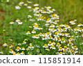 Chamomile flowers 115851914
