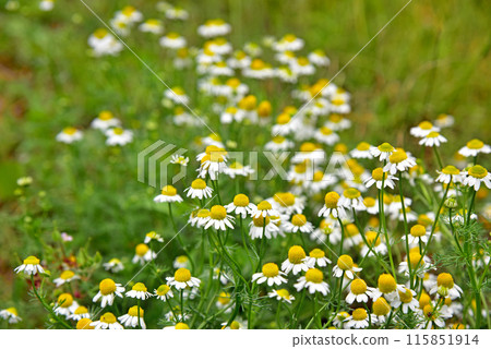 Chamomile flowers Chamomile flowers 115851914