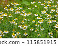 Chamomile flowers 115851915