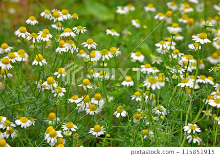 Chamomile flowers Chamomile flowers 115851915