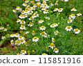Chamomile flowers 115851916