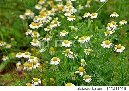 Chamomile flowers Chamomile flowers 115851916