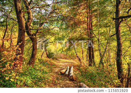 Beautiful autumn landscape 115851920