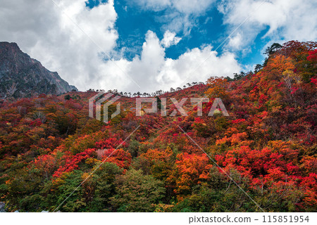 Autumn leaves of Mt. Tanigawa Autumn leaves of Mt. Tanigawa 115851954