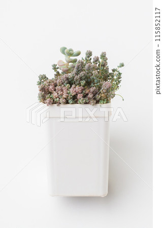 Sedum succulent houseplant on white background Sedum succulent houseplant on white background 115852117